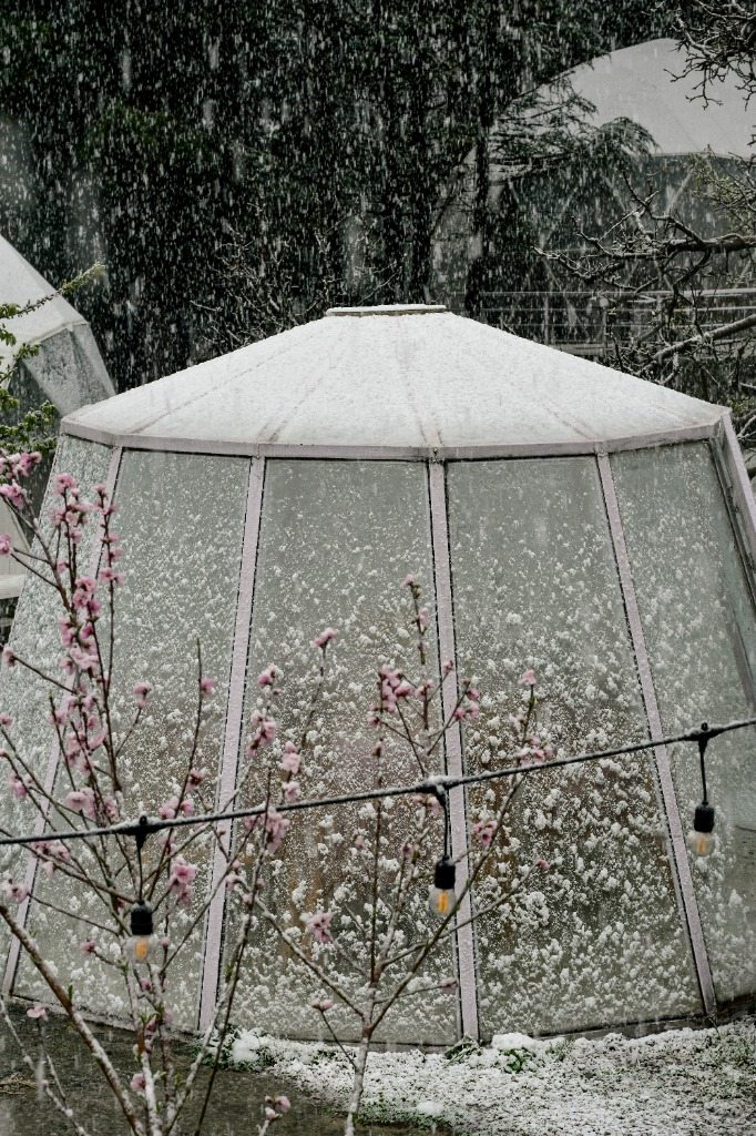 Snow-covered glass gazebo with spring blossoms in snow